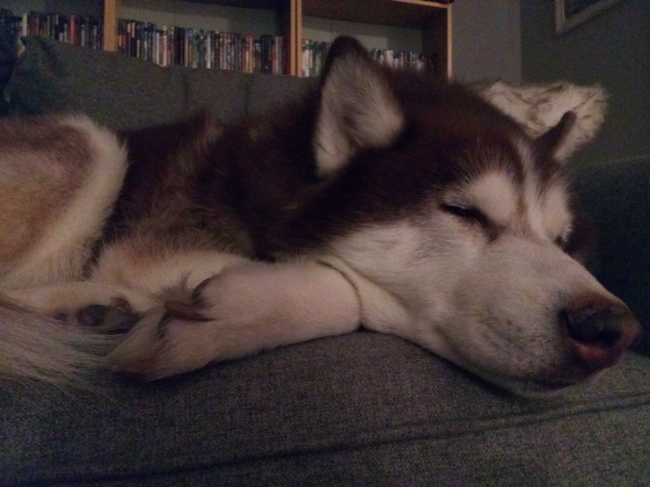 couch wolf